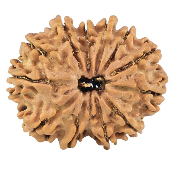 12 Mukhi Rudraksha 26.5mm 3.86gm - Rudraksha