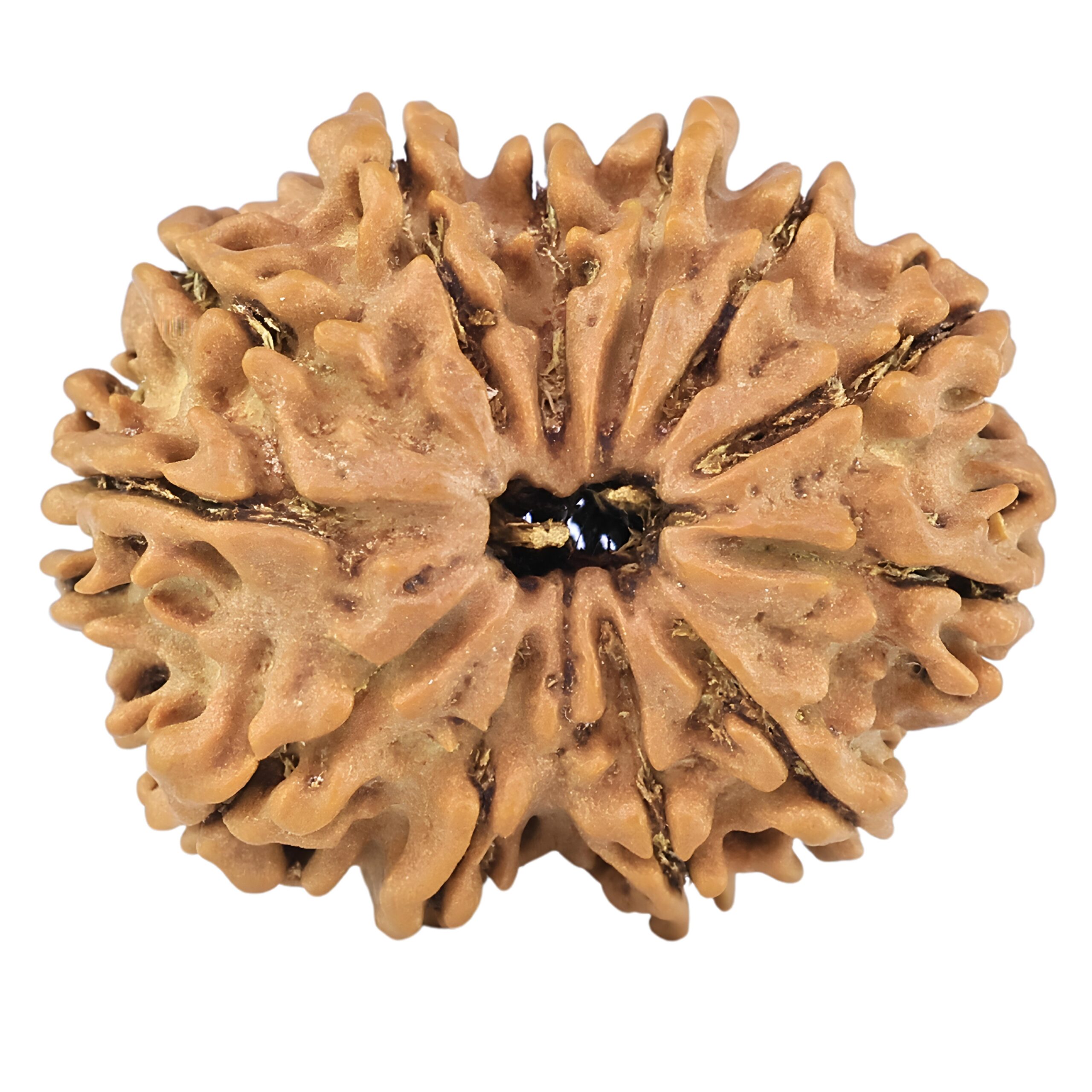 12 Mukhi Rudraksha 26.5mm 3.86gm - Rudraksha