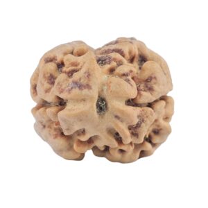 2 Mukhi Rudraksha 22.4mm 2.51gm - Rudraksha
