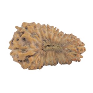 20 Mukhi Rudraksha 17.1mm 0.62gm - Rudraksha