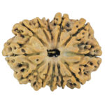 12 Mukhi Rudraksha 24.1mm 2.14gm - Rudraksha