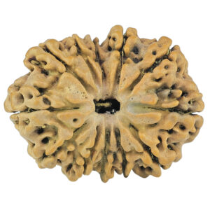 12 Mukhi Rudraksha 24.1mm 2.14gm - Rudraksha