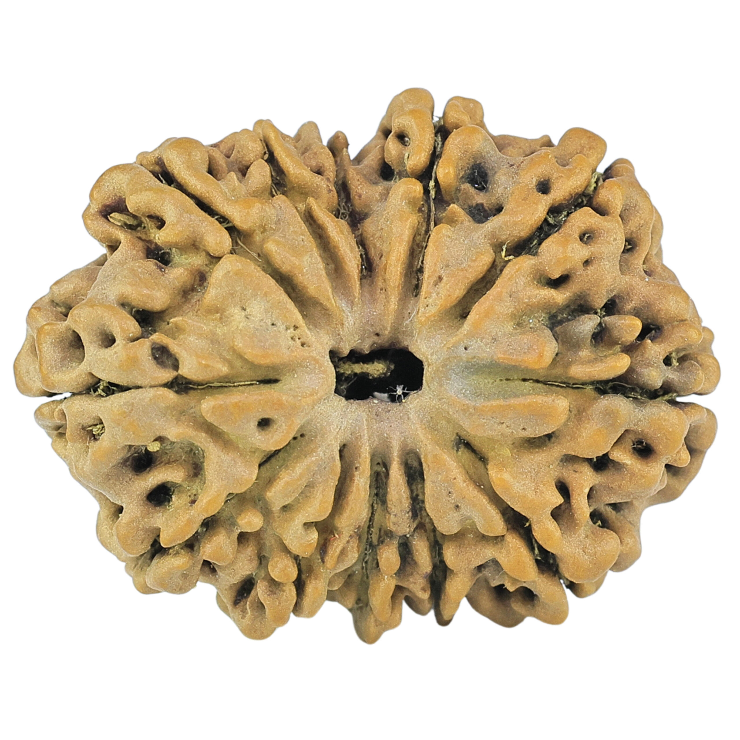 12 Mukhi Rudraksha 24.1mm 2.14gm - Rudraksha