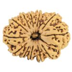 12 Mukhi Rudraksha 34.4mm 6.61gm - Rudraksha