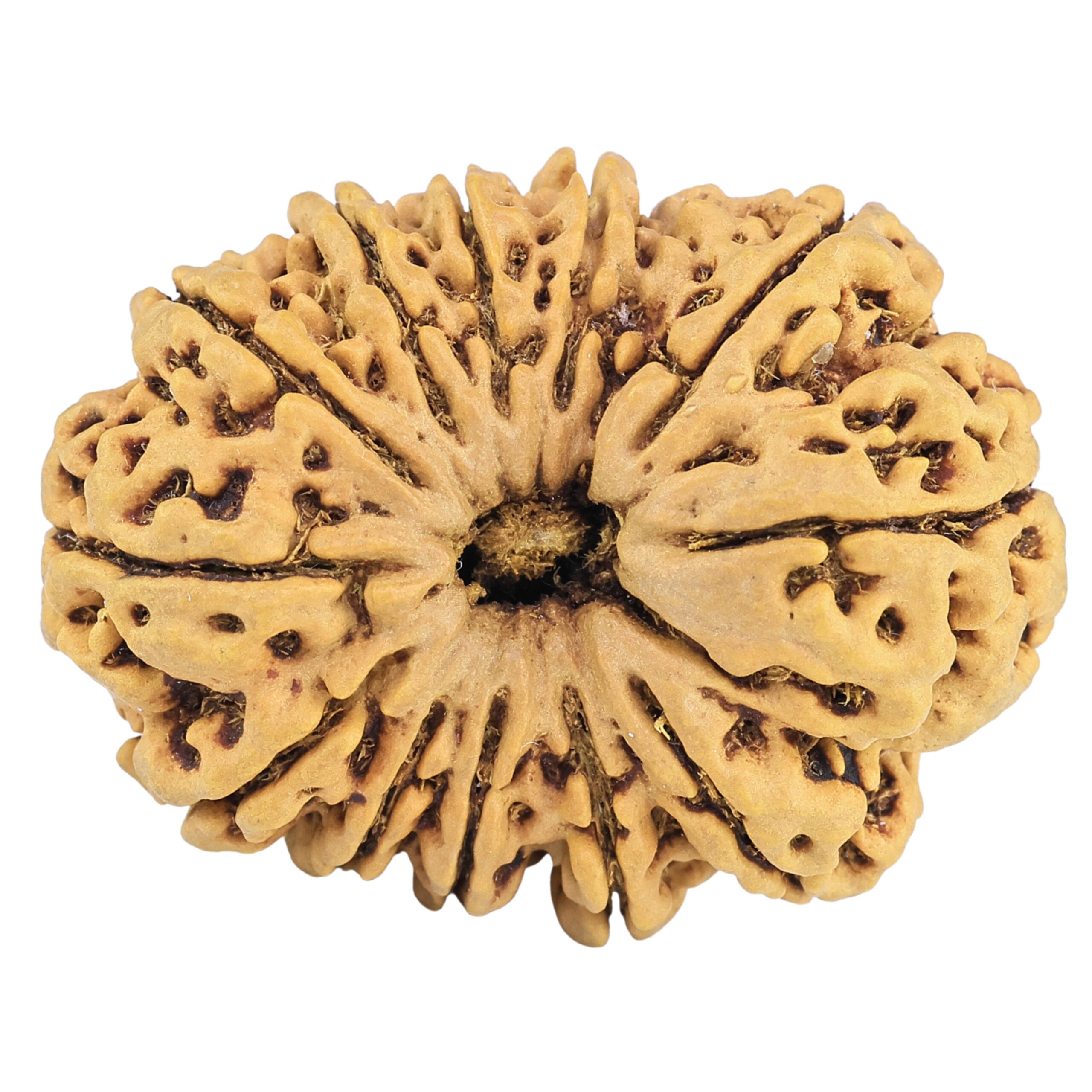 12 Mukhi Rudraksha 34.4mm 6.61gm - Rudraksha