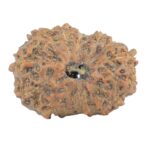 16 Mukhi Rudraksha 23.1mm 2.8gm - Rudraksha