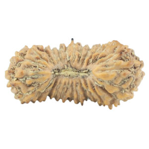 27 Mukhi Rudraksha 14.9mm 0.36gm - Rudraksha