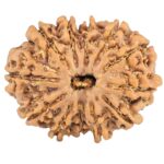 12 Mukhi Rudraksha 25.4mm 3.9gm - Rudraksha