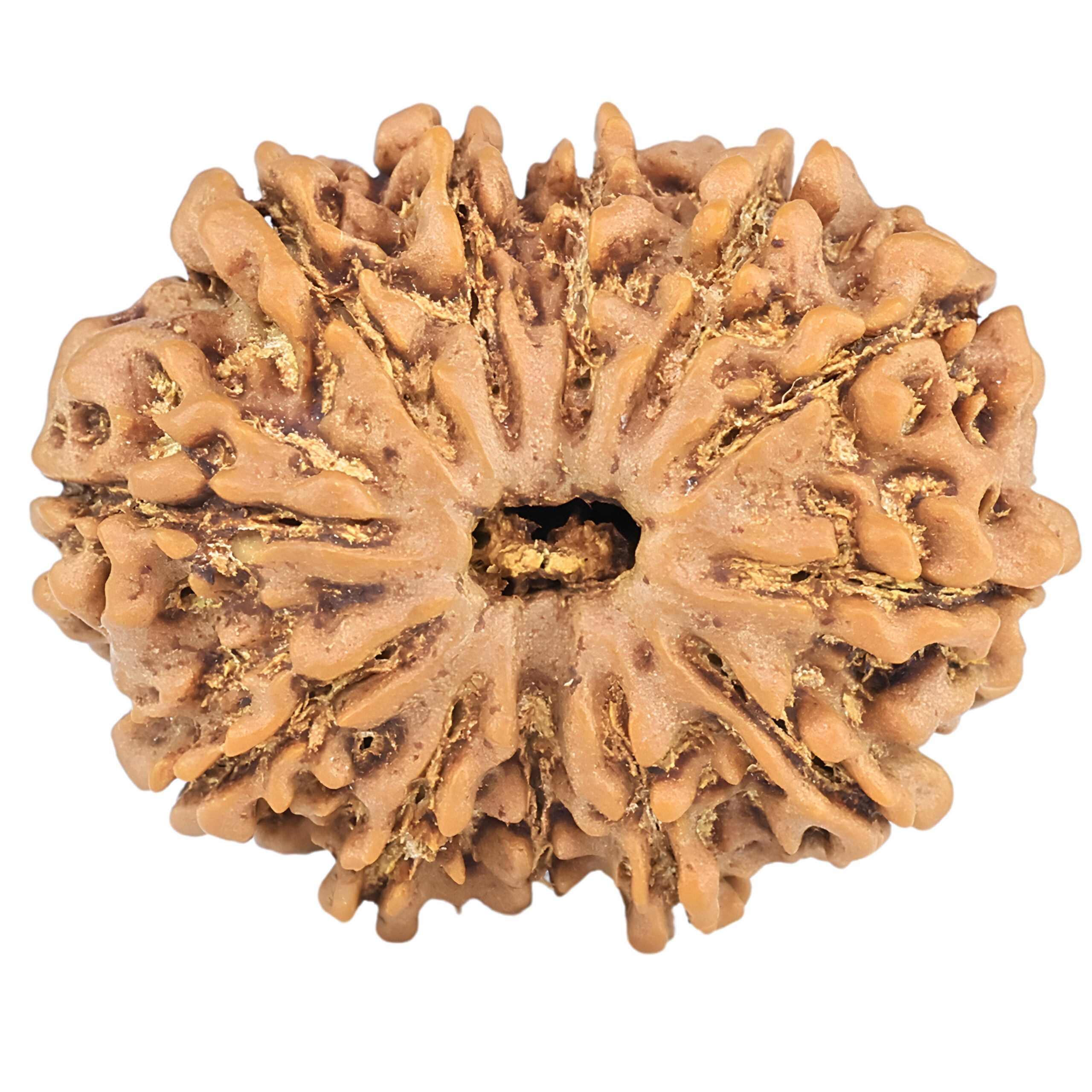 12 Mukhi Rudraksha 25.4mm 3.9gm - Rudraksha