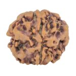 1MK(Underdeveloped) 23.4mm 4gm - Origin: Nepal - Rudraksha