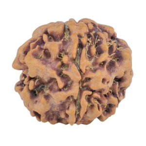 1MK(Underdeveloped) 23.4mm 4gm - Origin: Nepal - Rudraksha
