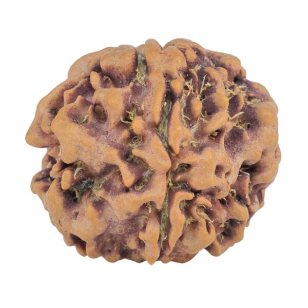 1MK(Underdeveloped) 23.4mm 4gm - Origin: Nepal - Rudraksha