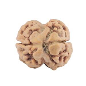 2 Mukhi Rudraksha 22.2mm 2.22gm - Rudraksha
