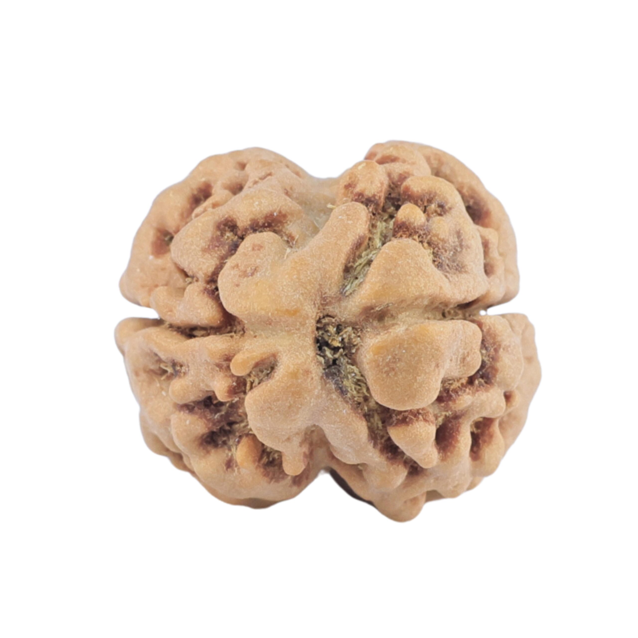 2 Mukhi Rudraksha 22.2mm 2.22gm - Rudraksha