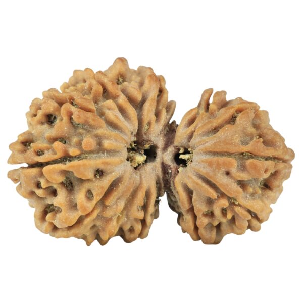 14 Mukhi Garbh Gauri 30.5mm 4.53gm - Rudraksha