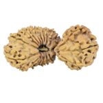 24 Mukhi Gaurishankar 40.8mm 5.79gm - Rudraksha