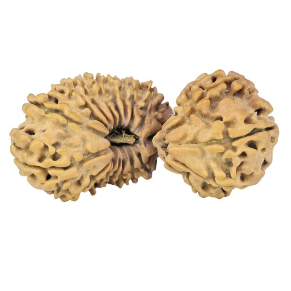 24 Mukhi Gaurishankar 40.8mm 5.79gm - Rudraksha
