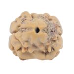 2 Mukhi Rudraksha 18.4mm 1.45gm - Rudraksha