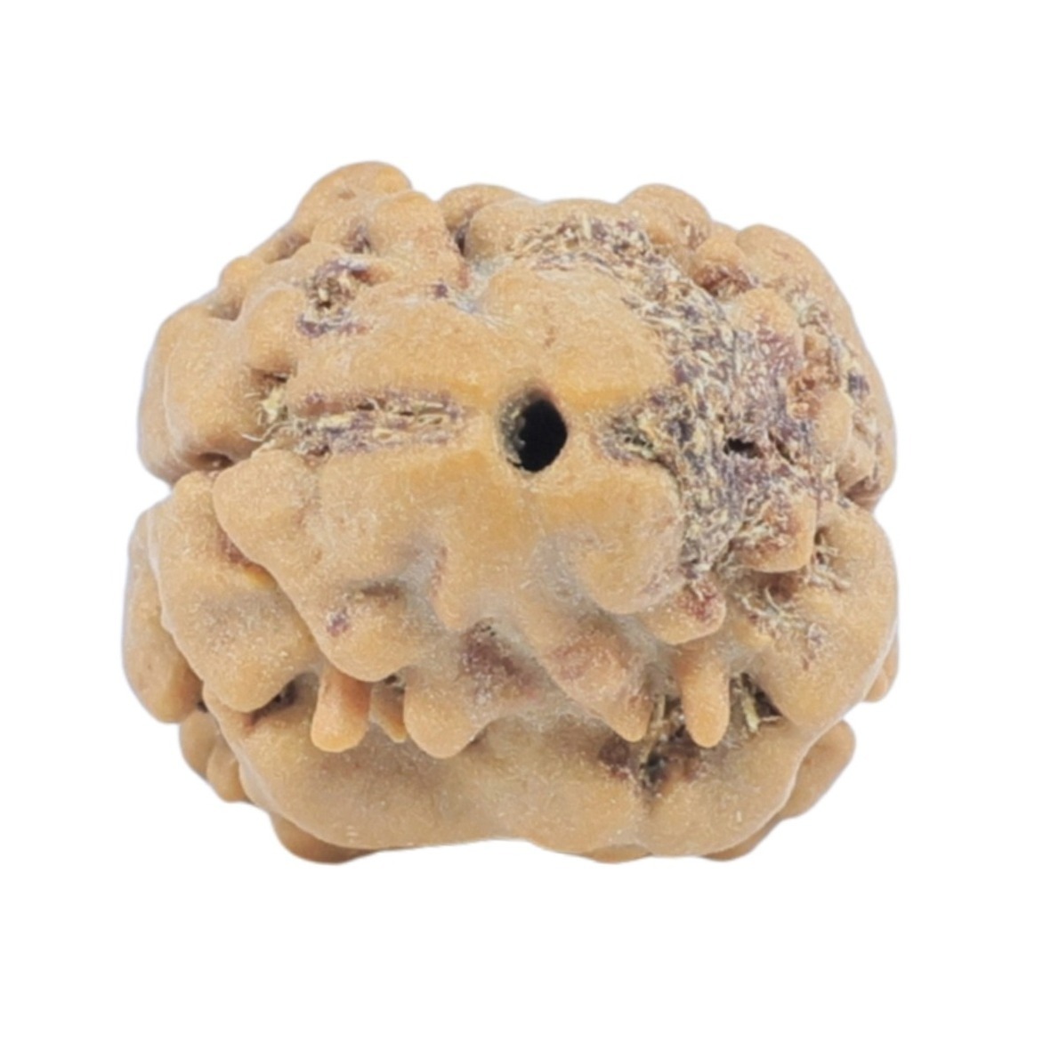 2 Mukhi Rudraksha 18.4mm 1.45gm - Rudraksha