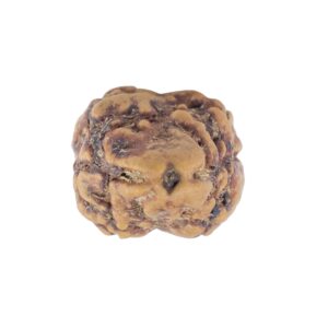 2 Mukhi Rudraksha 21.1mm 1.45gm - Rudraksha