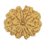 10 Mukhi Rudraksha 32.1mm 8gm - Rudraksha