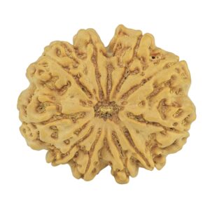 10 Mukhi Rudraksha 32.1mm 8gm - Rudraksha