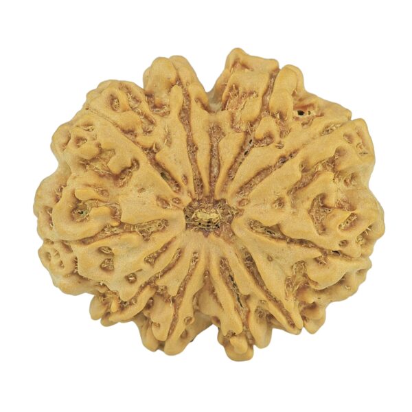 10 Mukhi Rudraksha 32.1mm 8gm - Rudraksha
