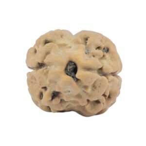 2 Mukhi Rudraksha 18.6mm 1.27gm - Rudraksha
