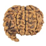 Sawar/Ganesh (7+1) 22.3mm 2.44gm - Rudraksha