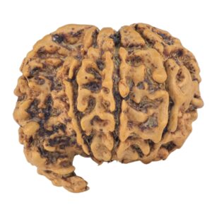 Sawar/Ganesh (7+1) 22.3mm 2.44gm - Rudraksha