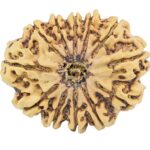 12 Mukhi Rudraksha 34.4mm 6.81gm - Rudraksha