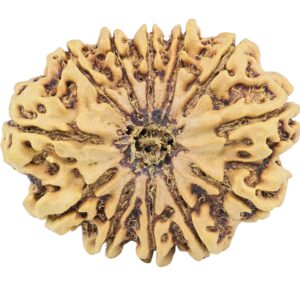 12 Mukhi Rudraksha 34.4mm 6.81gm - Rudraksha