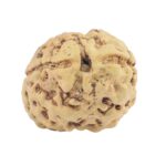 2 Mukhi Rudraksha 22.2mm 2.33gm - Rudraksha