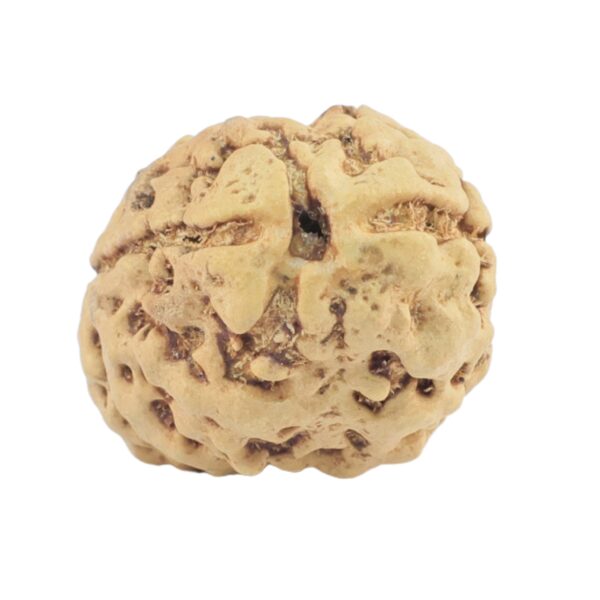 2 Mukhi Rudraksha 22.2mm 2.33gm - Rudraksha