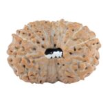 17 Mukhi Rudraksha 20mm 1.67gm - Rudraksha