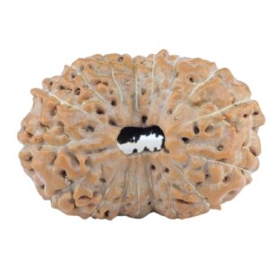 17 Mukhi Rudraksha 20mm 1.67gm - Rudraksha