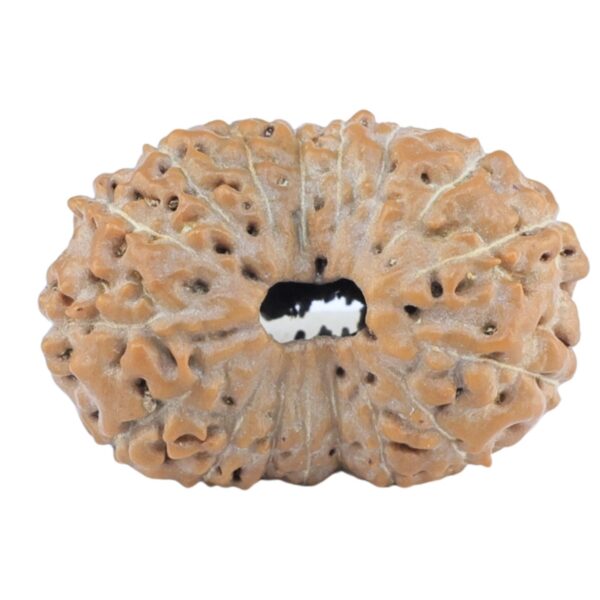 17 Mukhi Rudraksha 20mm 1.67gm - Rudraksha