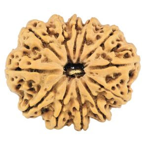 12 Mukhi Rudraksha 28.4mm 4.6gm - Rudraksha