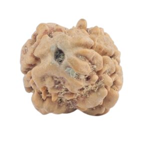 2 Mukhi Rudraksha 18.8mm 1.19gm - Rudraksha