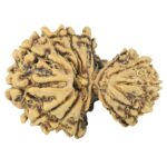 14 Mukhi Garbh Gauri 26.4mm 3gm - Rudraksha