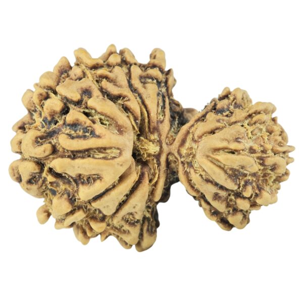 14 Mukhi Garbh Gauri 26.4mm 3gm - Rudraksha