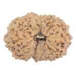 16 Mukhi Rudraksha 18.1mm 1.32gm - Rudraksha