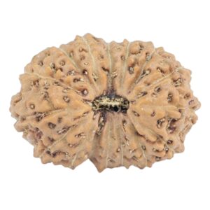16 Mukhi Rudraksha 18.1mm 1.32gm - Rudraksha