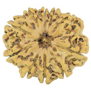 10 Mukhi Rudraksha 26.5mm 3.68gm - Rudraksha