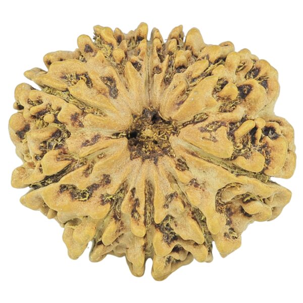 10 Mukhi Rudraksha 26.5mm 3.68gm - Rudraksha