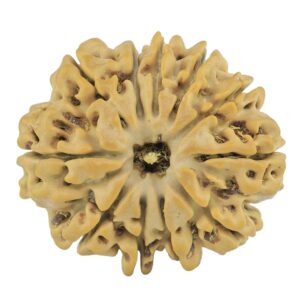 11 Mukhi Rudraksha 24.4mm 3.91gm - Rudraksha