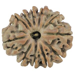 11 Mukhi Rudraksha 24.4mm 3.84gm - Rudraksha