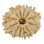 12 Mukhi Rudraksha 20.1mm 2.43gm - Rudraksha
