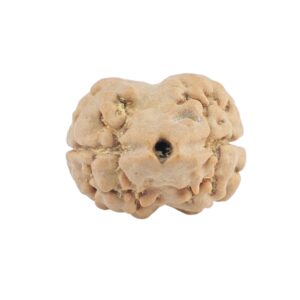 2 Mukhi Rudraksha 20mm 1.64gm - Rudraksha