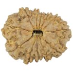 12 Mukhi Rudraksha 20.5mm 2gm - Rudraksha